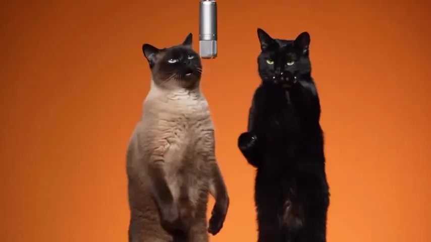 A Siamese cat and a black cat trading lines under the hanging mic