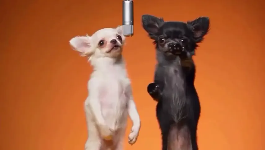 Two chihuahuas standing up to perform the duet